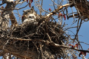 Nesting Great Horned Owl - RGNC