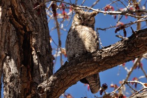 Great Horned Owl - Rt. 66 Open Space