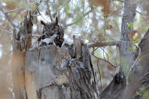 Great Horned Owls - Calabacillas