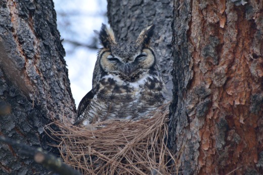 Great Horned Owl - Albuquerque Academy