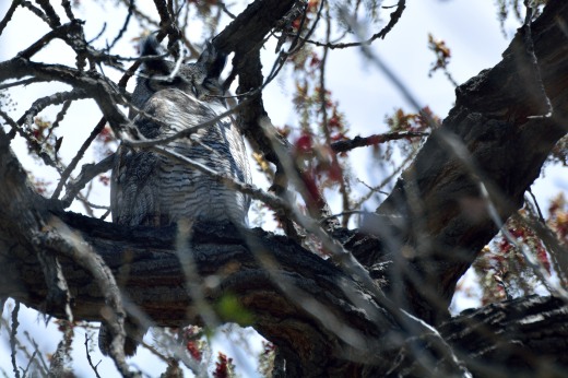 Male Great Horned Owl - Campbell