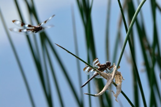 Twelve-spotted Skimmer (Libelulla pulchella)